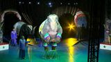 木下大サーカス7年ぶり鹿児島公演 始まる「子ども以上に釘付け」 | 鹿児島のニュース|MBC NEWS|南日本放送