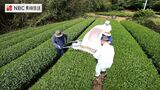「まろやかな味わいのお茶に」佐世保・世知原で一番茶の摘み取り【長崎】 | 長崎のニュース | 天気 | NBC長崎放送