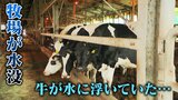 「牛が浮いていた…」 高さ2メートルの壁を越え水が流入 “申し訳ない牛乳”しか出せず毎日1トンを廃棄 大雨で深刻な被害を受けた愛知の農家を訪ねた【大石が聞く】 | 名古屋・愛知・岐阜・三重のニュース【CBC news】 | CBC web