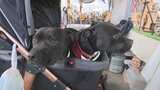 保護猫・保護犬への理解を深めてほしい 大分市でチャリティーイベント「ホゴハグマルシェ」 | 大分のニュース|OBS NEWS|大分放送