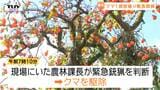 住宅敷地の柿の木の上からいなくなったクマが "まさか" の場所で目撃　緊急銃猟で駆除　きょうも県内各地でクマ目撃（山形）　|　山形のニュース│TUYテレビユー山形