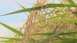 コメ食味ランキング公表　ひとめぼれが7年ぶりに特Ａ評価獲得　「銀河のしずく」は？　岩手|TBS NEWS DIG