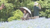 「匂いがすごい」1万2000株のネモフィラと色とりどりのバラが見頃迎える 山梨・富士川クラフトパーク | 山梨のニュース | UTYテレビ山梨