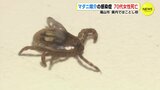 ことし広島県内で初　マダニ媒介の感染症　広島･福山市で女性死亡　|　RCC NEWS | 広島ニュース | RCC中国放送