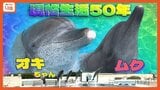 50年現役!「沖縄観光のハイライト」美ら海水族館のオキちゃんとムク 世界最長飼育、来場者5000万人超の舞台裏 | 沖縄のニュース|RBC 琉球放送