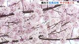 「一気に咲いた感じでやっと春が来た」サクラの名所 “高岡古城公園” 見ごろに 富山・高岡市 | 富山のニュース|天気・防災|チューリップテレビ