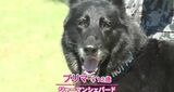 10年間お疲れ様!空自小松基地の“アイドル”警備犬が引退 新しい飼い主のもとへ「家族の一員として楽しくやろうね」|TBS NEWS DIG