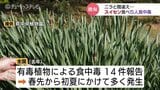 有毒植物「スイセン」ニラと間違えて食中毒…男女5人が下痢やおう吐 山菜採りのシーズンは特に要注意 富山 | 富山のニュース|天気・防災|チューリップテレビ
