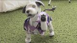 宿泊客を出迎えるのは犬型ロボット「aibo」 全国で唯一の生産工場がある幸田町の旅館が客室をリニューアル 室内には犬小屋をモチーフにした充電スペースも 愛知 | 名古屋・愛知・岐阜・三重のニュース【CBC news】 | CBC web