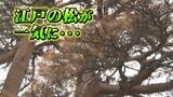 青々としていた樹齢170年のアカマツが一気に枯れた…江戸時代からの景観守りたい住民たち 再生に思いがけぬ“壁” 富山・砺波|TBS NEWS DIG