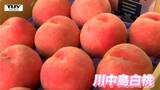 「川中島白桃」の収穫が最盛期！生産者自慢の立派なモモが並ぶ品評会　例年以上の大玉で色付きも上々！（山形・東根市）　|　山形のニュース│TUYテレビユー山形