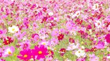 2700万本の可憐な花が色づく 三光コスモス祭り開催 大分・中津市 | 大分のニュース|OBS NEWS|大分放送
