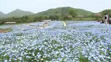 鮮やかなブルーのじゅうたんが春のそよ風になびいて まんのう公園のネモフィラ満開【香川】 | 岡山・香川のニュース | 天気 | RSK山陽放送