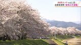 【映像】四季カメラ 磐梯山を背景に楽しむ桜並木 宮川の千本桜(福島県会津美里町) | 福島のニュース│TUF