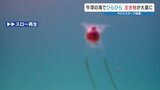 「天使」が大量発生!?牛深の海に異変 一体なに? 熊本 | 熊本のニュース|RKK NEWS|RKK熊本放送