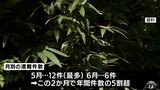 2024年の青森県の山岳遭難発生件数は32件 5月・6月で5割超 死者・行方不明は2人|TBS NEWS DIG