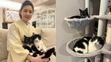 【 ねこ 】歌手・藤あや子の愛猫マル&オレオがキャットタワーで「二段露天」 ご満悦の様子を連続投稿|TBS NEWS DIG