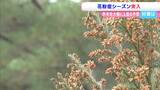花粉症シーズン本格化 効果的な対策とは?中国地方では昨年の4倍以上 四国地方では8倍以上の花粉が飛散か【岡山】|TBS NEWS DIG