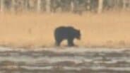 【ヒグマ情報】冬眠から明けたか　北海道根室市でヒグマ1頭を目撃　駆除数は2000頭超で過去最多に　|　北海道のニュース｜HBC北海道放送