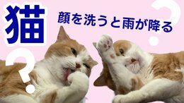 【ネコ好きに贈る】「猫が顔を洗うと雨が降る」ってホント? ネコを愛する人たちや獣医師に聞く “洗顔”の真相とは <湯島のネコ画像たっぷり>|TBS NEWS DIG
