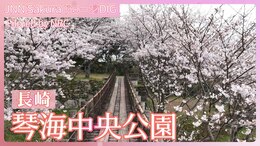 「満開の桜を渡る吊り橋 長崎・琴海中央公園の桜」【JNN sakuraドローンDIG 2025】|TBS NEWS DIG