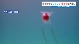 「天使」が大量発生！？牛深の海に異変　一体なに？　熊本|TBS NEWS DIG