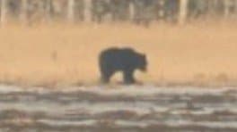 【ヒグマ情報】冬眠から明けたか　北海道根室市でヒグマ1頭を目撃　駆除数は2000頭超で過去最多に|TBS NEWS DIG