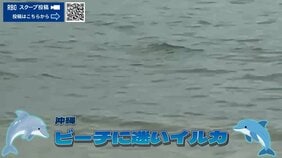 【速報】ビーチに迷い込んだ? 小さなイルカを発見 衰弱か うるま市のビーチ|TBS NEWS DIG
