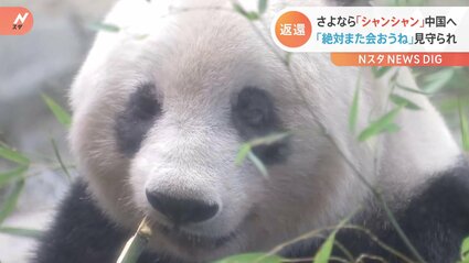 上野のパンダ「シャンシャン」5年8か月の日本生活終え中国へ 沿道には