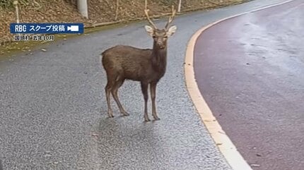去年やんばるで目撃のシカは沖縄にいないはずの「ニホンジカ」 野生の鳥獣