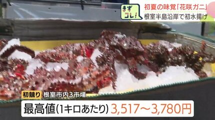 北海道・根室】夏の味覚「花咲ガニ」が漁解禁、初水揚げ！最高値3780円