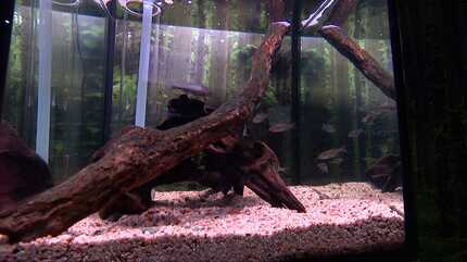 水の生き物 水の生き物 水の生き物｜学研の図鑑LIVE｜学研の図鑑（Gakken）