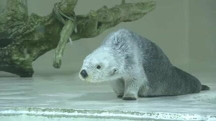 ご長寿ラッコの21歳｢メイちゃん｣ 17歳｢キラちゃん｣国内唯一の2頭に