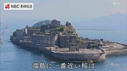 ドラマ「海に眠るダイヤモンド」に登場した「桜」ことしは？「中ノ島の