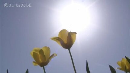 チューリップフェア開幕前なのに“ほぼ満開”…開花早まり現場は困惑 富山