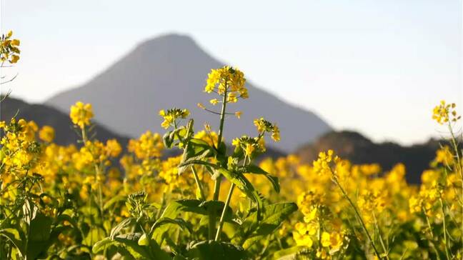 指宿市で早くも春の景色が…菜の花の初摘み取り・初出荷「温かみを感じて」 鹿児島|TBS NEWS DIG