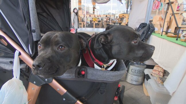 保護猫・保護犬への理解を深めてほしい 大分市でチャリティーイベント「ホゴハグマルシェ」 |TBS NEWS DIG