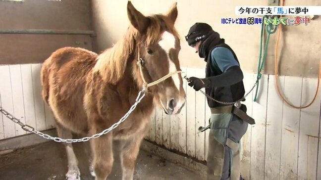 「駿馬のごとく駆け抜ける」　馬耕や馬搬の文化を次世代へつなぐ、馬に夢中な男性たち　岩手　　|TBS NEWS DIG