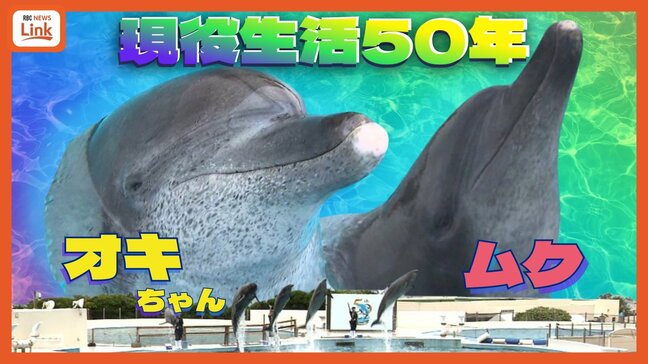 50年現役!「沖縄観光のハイライト」美ら海水族館のオキちゃんとムク 世界最長飼育、来場者5000万人超の舞台裏|TBS NEWS DIG