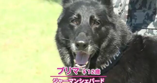 10年間お疲れ様！空自小松基地の“アイドル”警備犬が引退 新しい飼い主のもとへ「家族の一員として楽しくやろうね」|TBS NEWS DIG