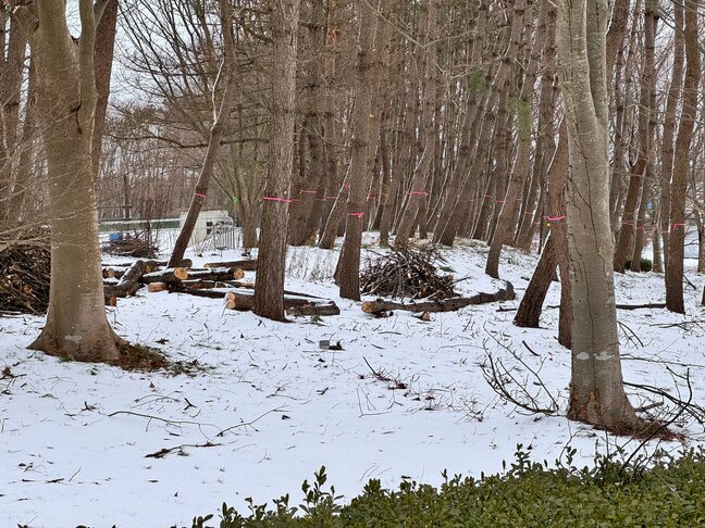 庄内空港近くでクマ1頭目撃　市が注意呼びかけ（山形）|TBS NEWS DIG