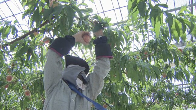 ハウスもも『さくひめ』初収穫 今年は生育順調 酸味少なく甘味強い仕上がり 山梨・甲州市|TBS NEWS DIG
