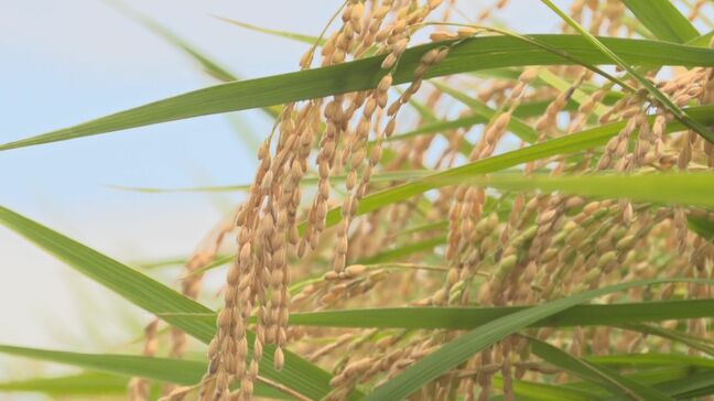 コメ食味ランキング公表　ひとめぼれが7年ぶりに特Ａ評価獲得　「銀河のしずく」は？　岩手|TBS NEWS DIG