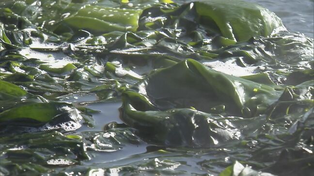 ｢商売にならない｣ 燃料費高騰… 三重最大の養殖ワカメ生産地｢答志島｣にも打撃 収穫日を2日→1日に 船の出し方を変えて経費節減|TBS NEWS DIG