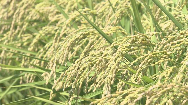 【青森県】コメ概算金 「まっしぐら」と「はれわたり」は2万6000円 「青天の霹靂」は3万円 いずれも過去最高に 県米穀集荷協同組合が決定 19日発表の「JA全農あおもり」の目安額と同額|TBS NEWS DIG