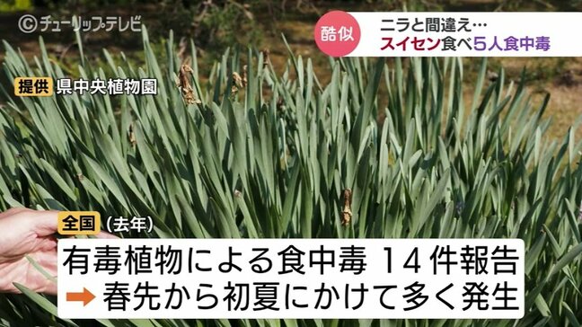 有毒植物「スイセン」ニラと間違えて食中毒…男女5人が下痢やおう吐　山菜採りのシーズンは特に要注意　富山|TBS NEWS DIG