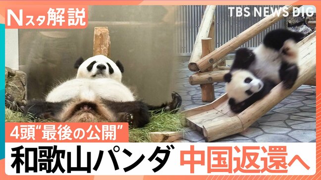 和歌山パンダ“最後の公開”　帰国先の施設はまるでテーマパーク？中国での新生活と今後の可能性【Nスタ解説】|TBS NEWS DIG