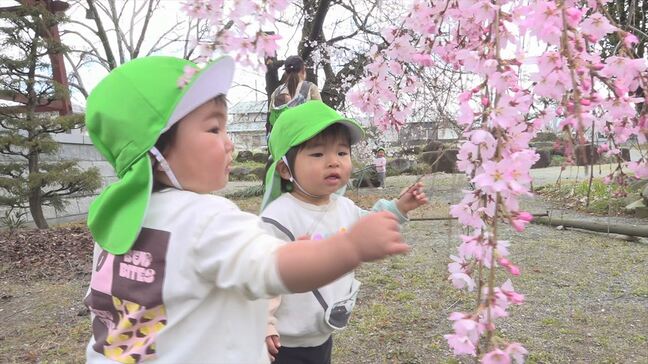 「きれい」イトザクラが満開 今週 一気に花が開き 満開に 地元の園児が花見楽しむ 山梨・笛吹市 九品寺|TBS NEWS DIG