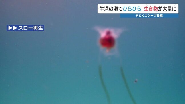 「天使」が大量発生!?牛深の海に異変 一体なに? 熊本|TBS NEWS DIG