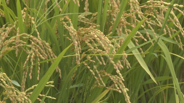 暑さに強く収量多い稲「にじのきらめき」山口県奨励品種に 夏場の気温上昇による品質低下が心配されるため|TBS NEWS DIG